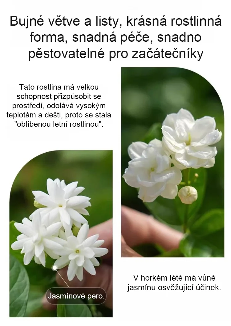 🌸Dvojita jasmínová semínka