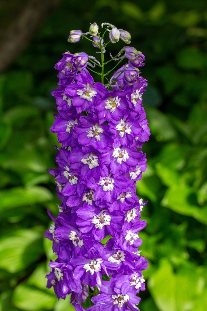 💐 Double Delphinium — Towering Spikes, Packed Petals