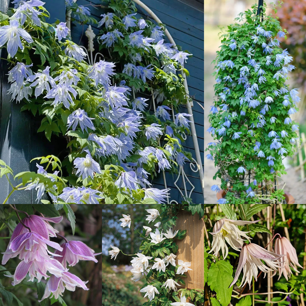 🔥Az utolsó 24 órában – raktárkisöprés 50% kedvezménnyel!🪴Nagyvirágú klemátisz✨Könnyen nevelhető