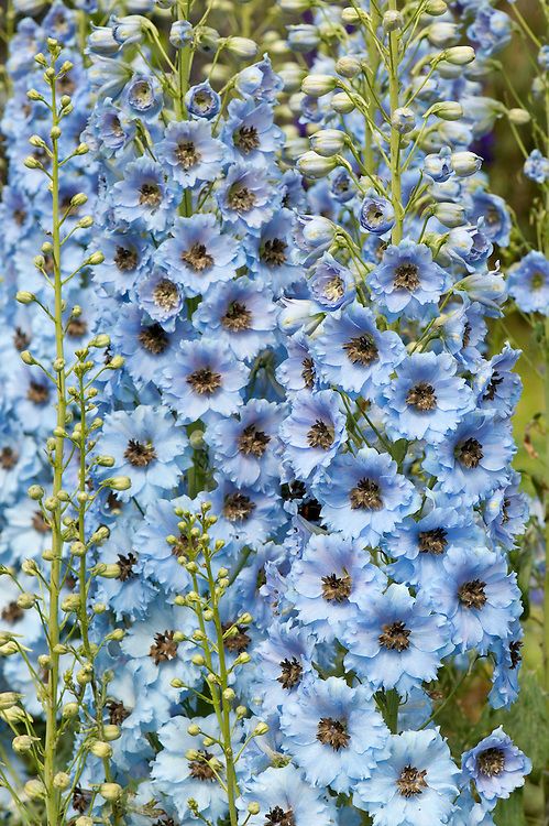 💐 Double Delphinium — Towering Spikes, Packed Petals