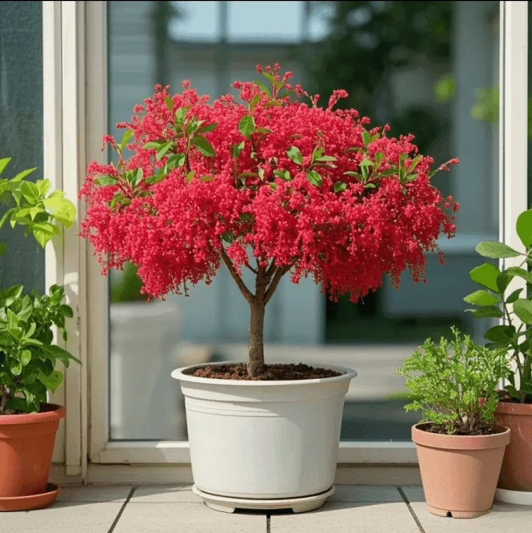 🏠🌳Dodejte prostoru barvu a vůni - střapcová semínka🍃