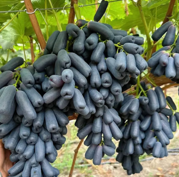 Dovážená hroznová semínka se sladkým safírem 🍇