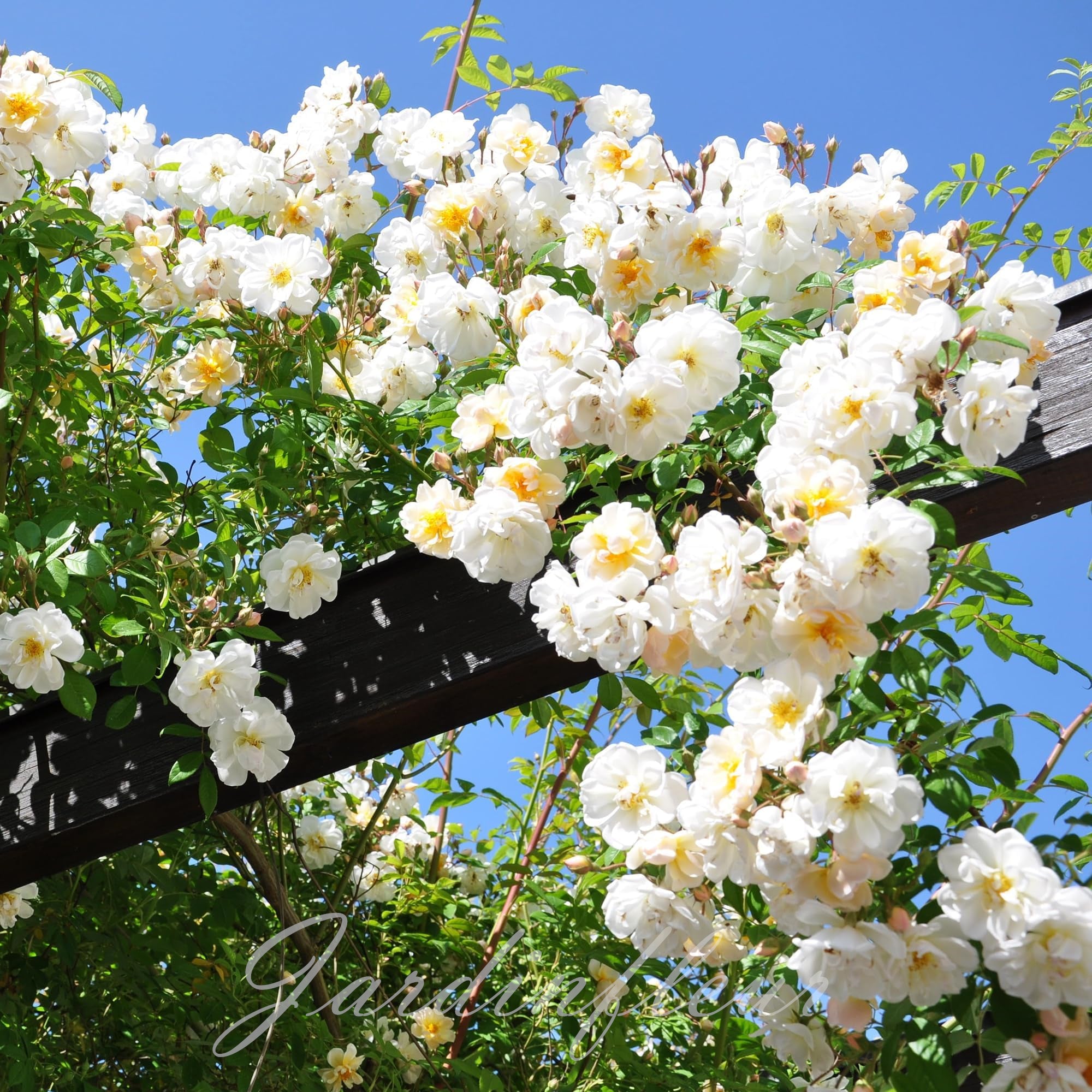 Semena popínavých růží