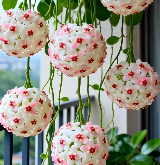 ✨Semena hoyi – jako hvězdy padající z nebe✨