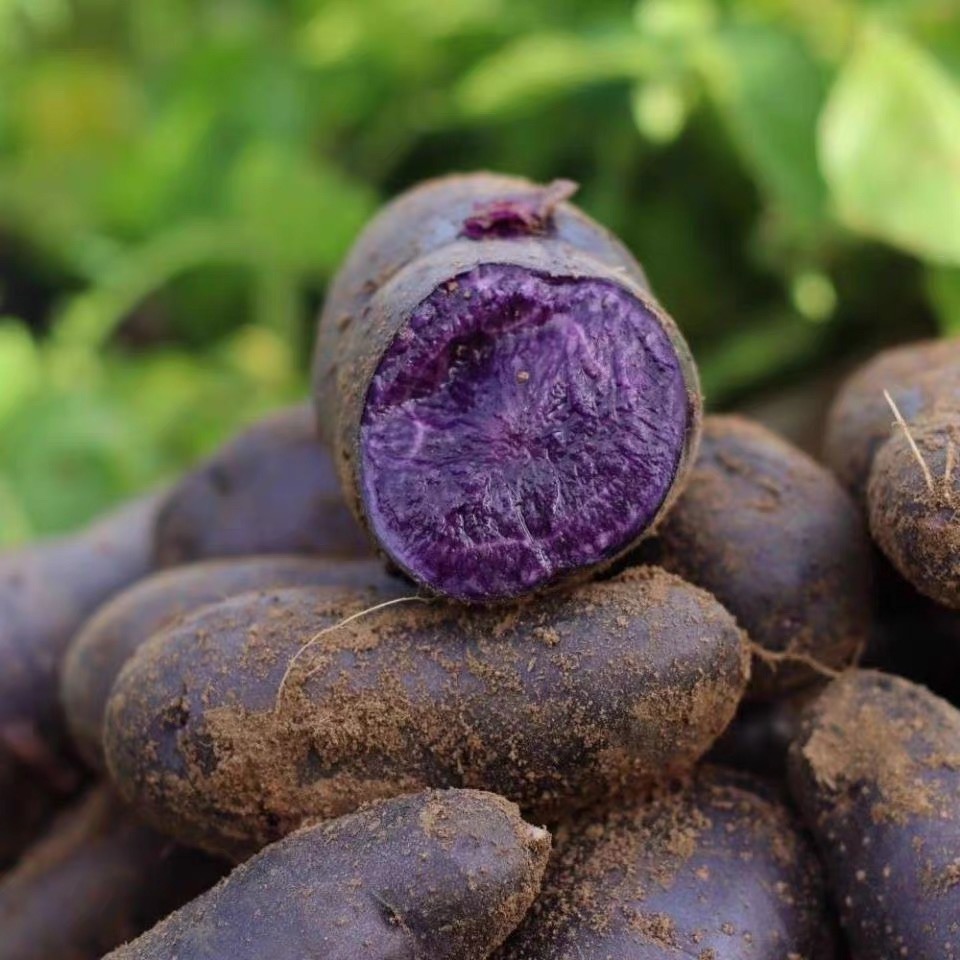 🥔Simply Seed – Purple King Kartoffel – Natürliches Saatgut – Anzuchtfertig – Anbau in den USA – Echte Kartoffeln – Gentechnikfrei