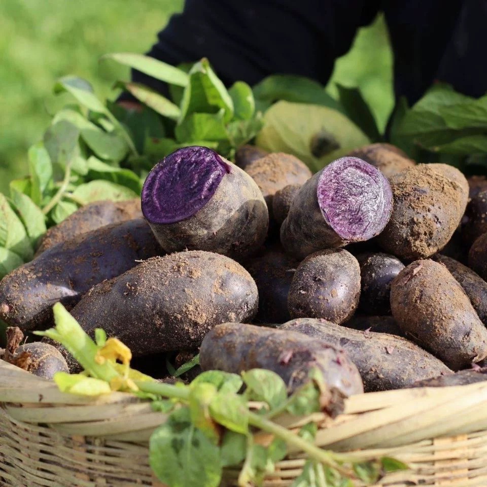 🥔Simply Seed – Purple King Kartoffel – Natürliches Saatgut – Anzuchtfertig – Anbau in den USA – Echte Kartoffeln – Gentechnikfrei