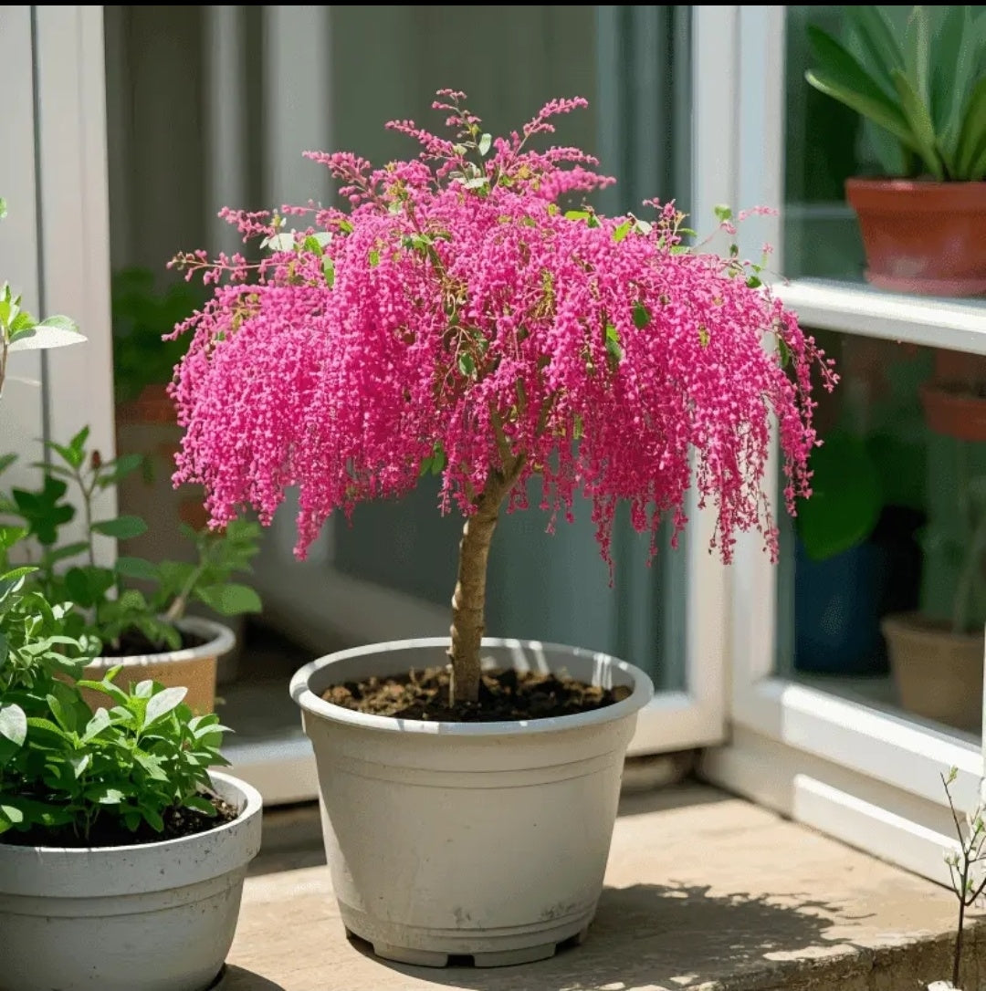 🏠🌳Dodejte prostoru barvu a vůni - střapcová semínka🍃