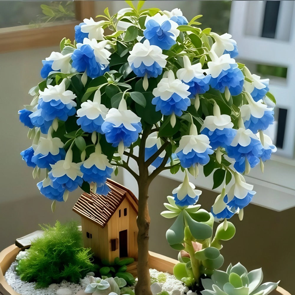 🌸 Dvojitá fuchsie – krásné kvetoucí rostliny milující stín