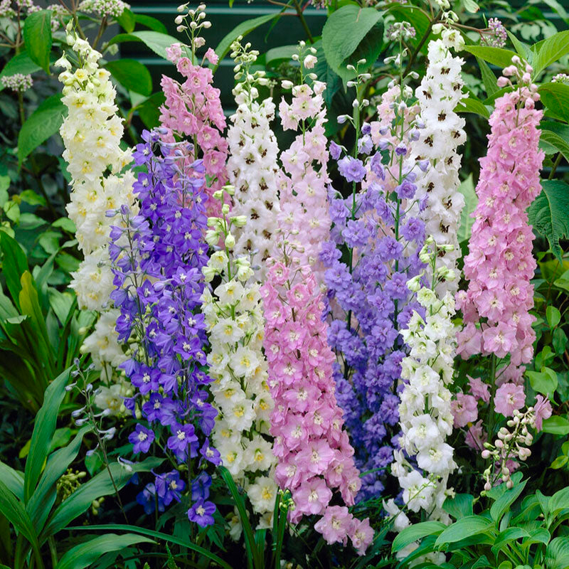 💐 Double Delphinium — Towering Spikes, Packed Petals
