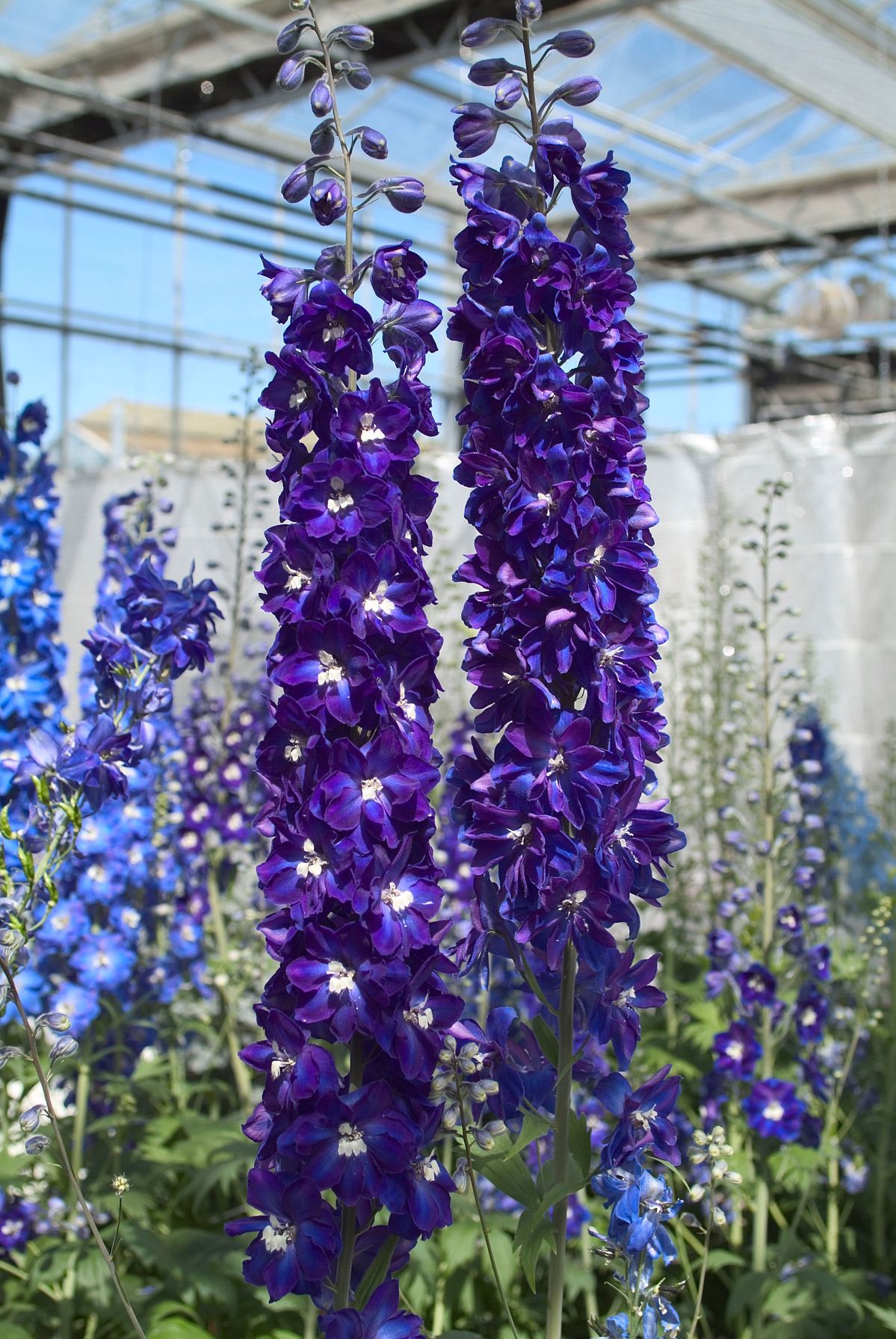💐 Double Delphinium — Towering Spikes, Packed Petals