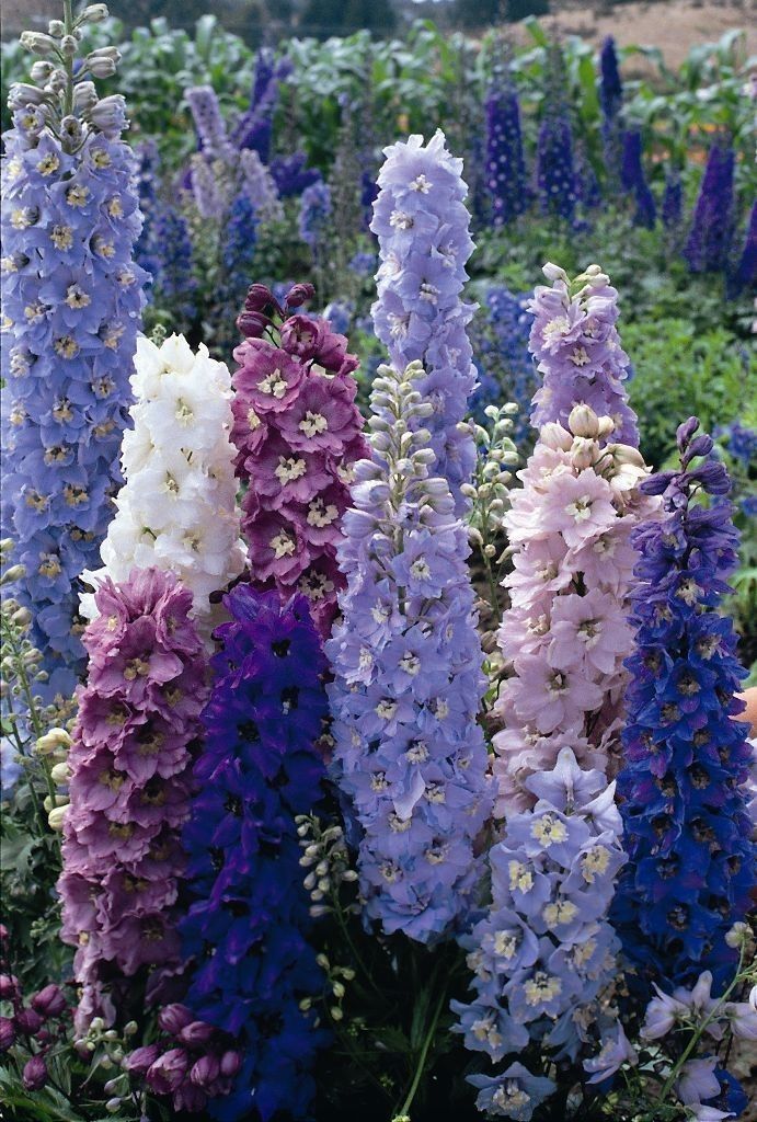 💐 Double Delphinium — Towering Spikes, Packed Petals