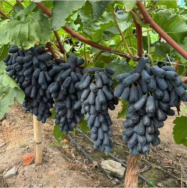 Dovážená hroznová semínka se sladkým safírem 🍇