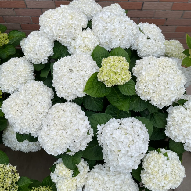 💙Hortenzia magok – Óriási virágok, a színt te irányítod