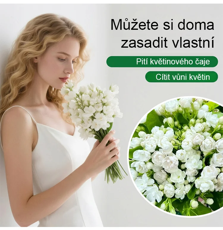 🌸Dvojita jasmínová semínka