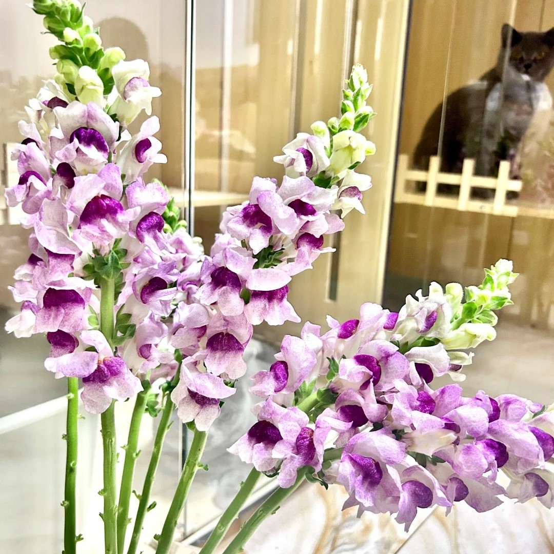 Garden Snapdragon Seeds