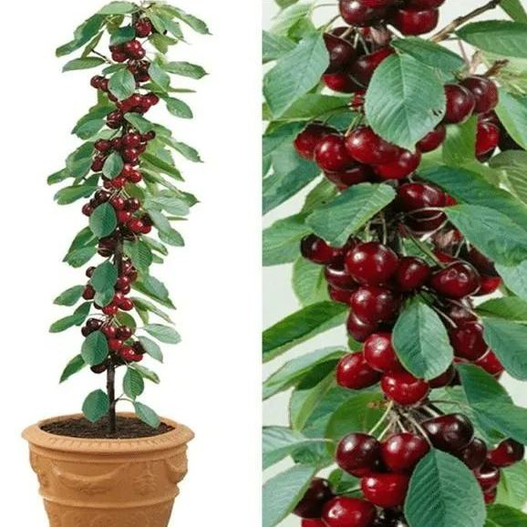 🍒Třešňový ráj – Sladká exploze chuti z vaší zahrady!