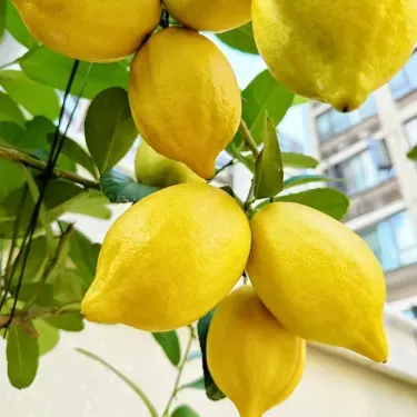 🍋 Citron v květináči – aromatická citrusová rostlina do domácnosti