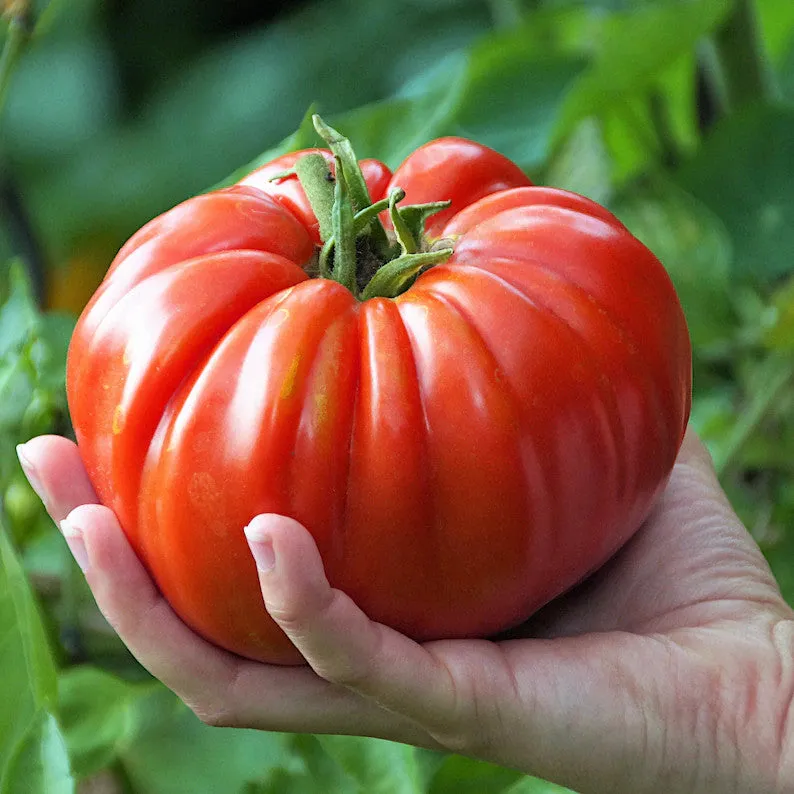 Pomidor Hybrydowy "Ruby Monster"