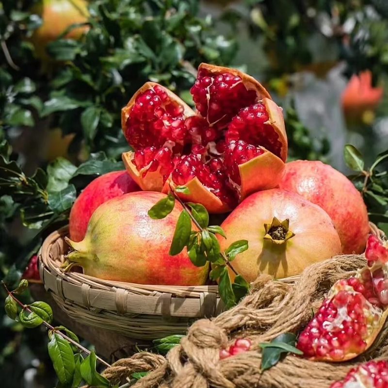🍎 Pomegranate Seeds🌱 Grow Your Own Pomegranates — Juicy, Healthy & Easy!