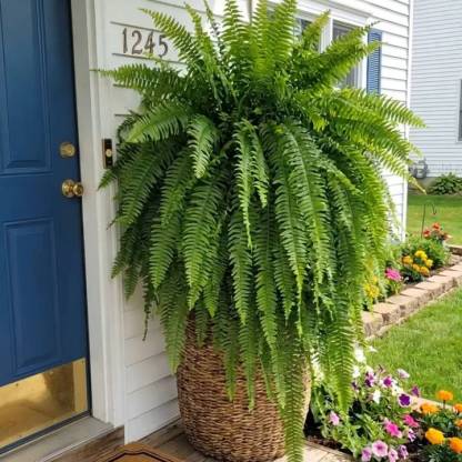 🔥 $9.98 On Sale Only Today 🌱 UV-Resistant Lifelike Artificial Boston Fern