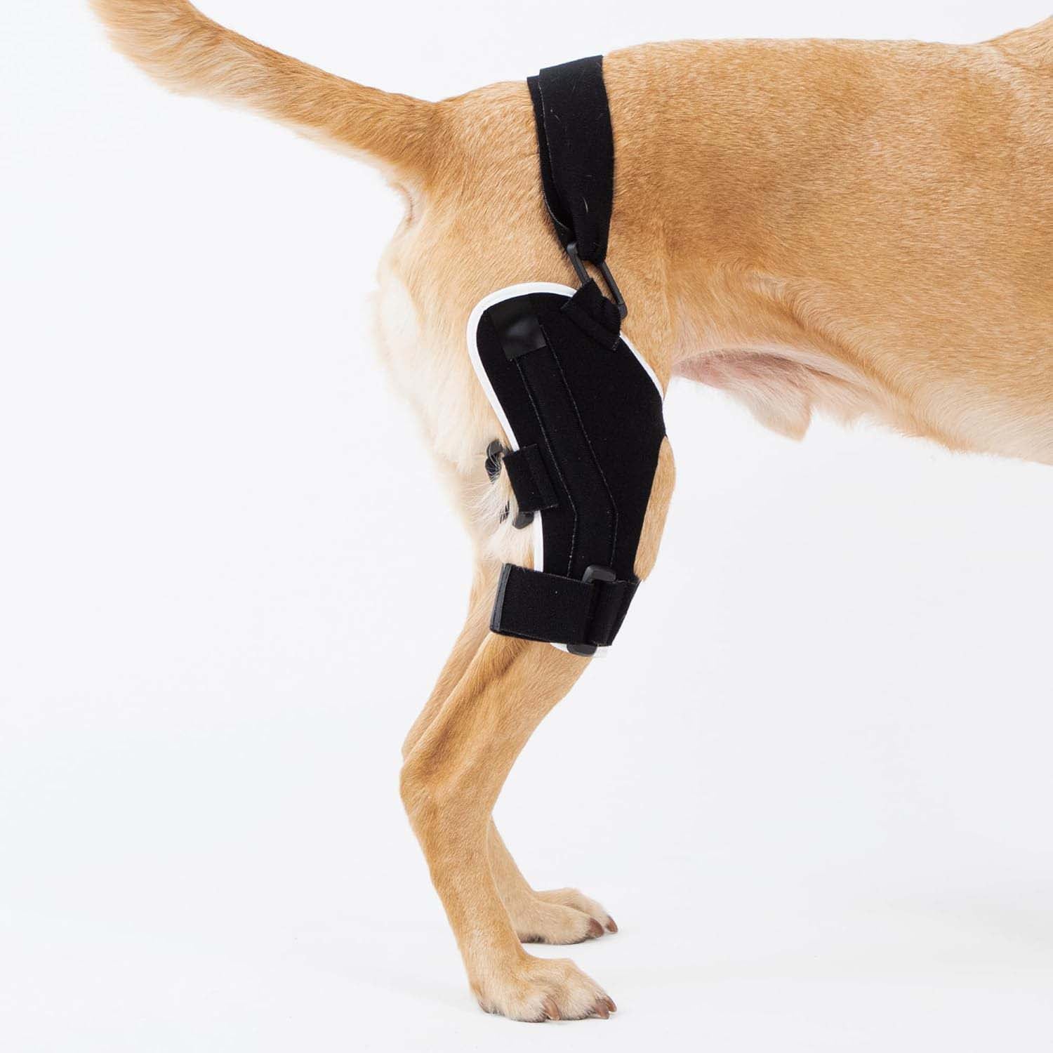 Splint-Style Dog Knee Brace with Patellar Tracking Function — Neoprene Canine Knee Joint Support