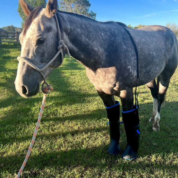 Equine Therapy Boot – Ultimate Cold Therapy Boot for Horses (Single Boot)