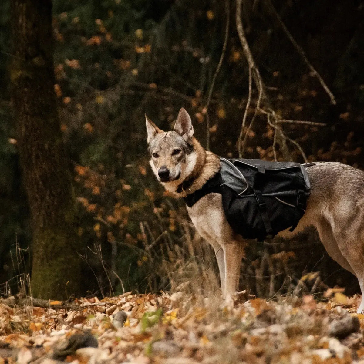 Adjustable Dog Backpack – Roll‑Top Pockets, Rain Cover, Aramid‑Reinforced, Rear Leash Attachment