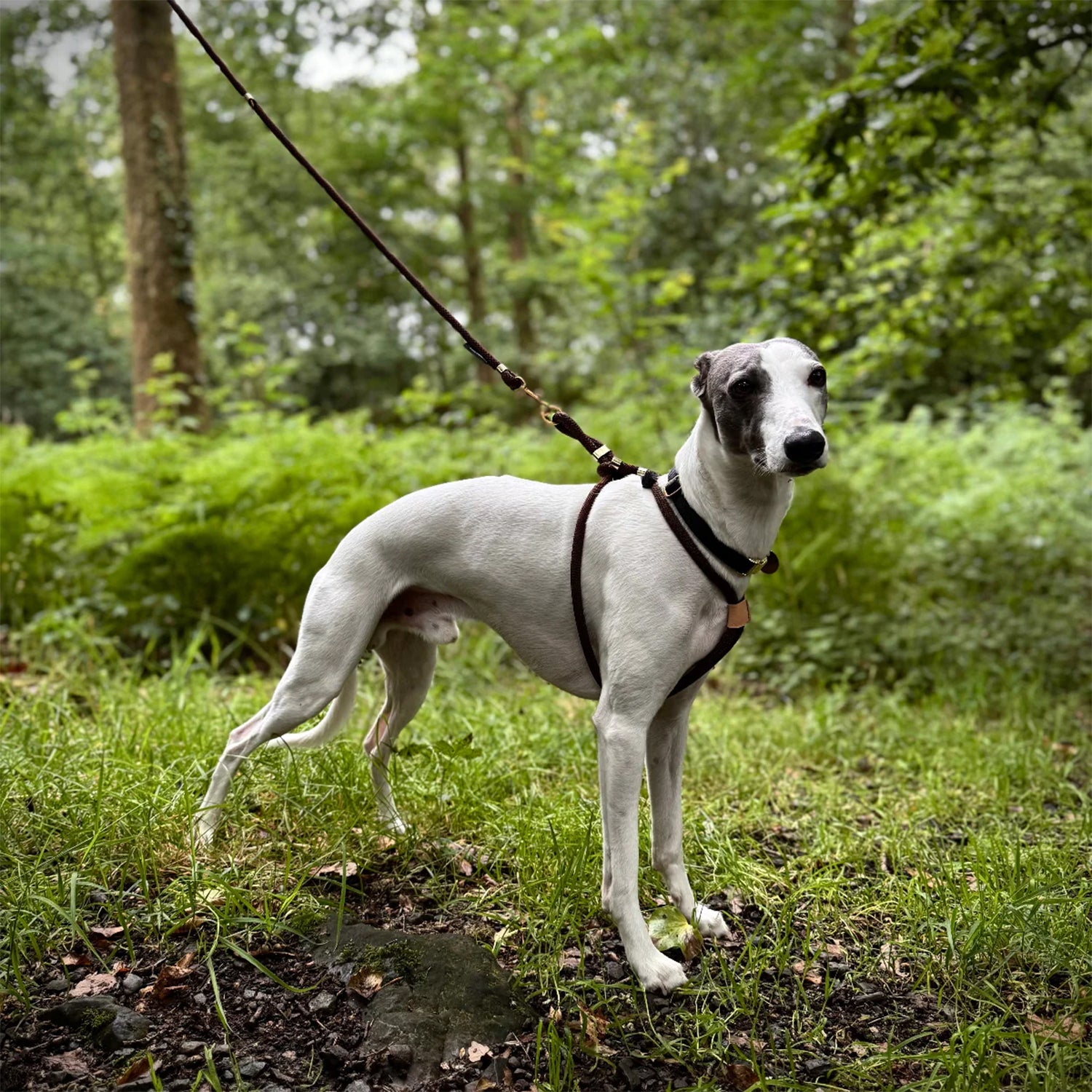 Perfect fit for leash dog harness