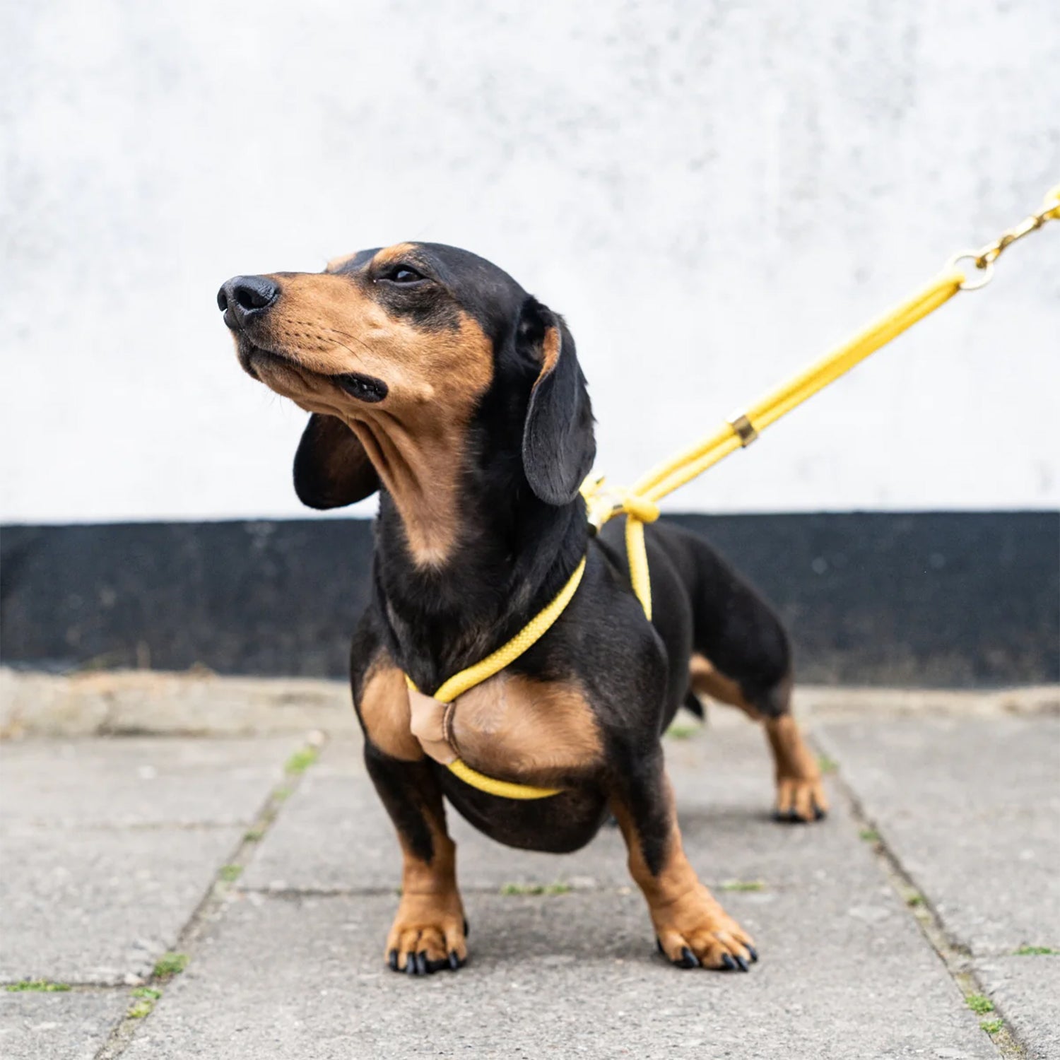 Perfect fit for leash dog harness