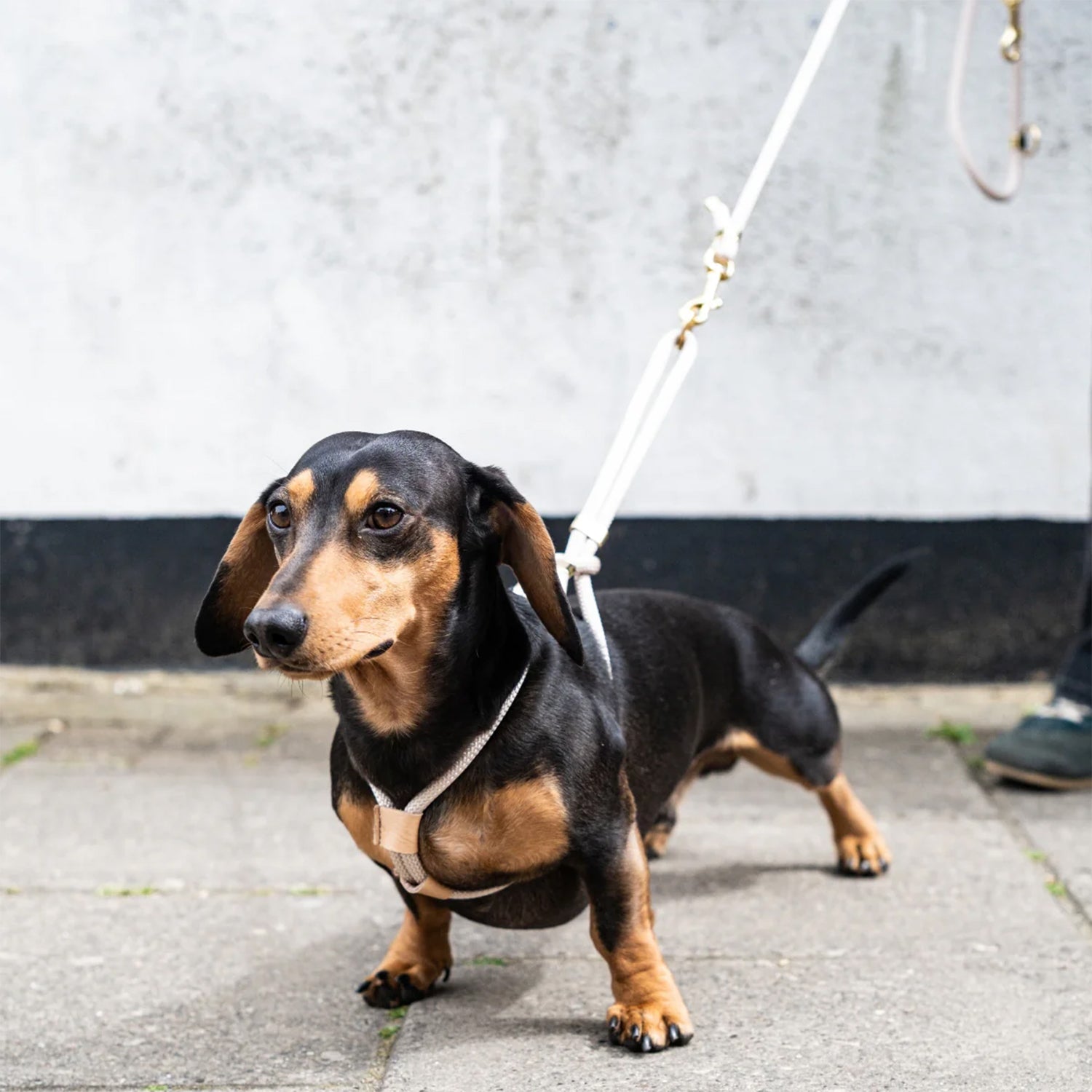 Perfect fit for leash dog harness