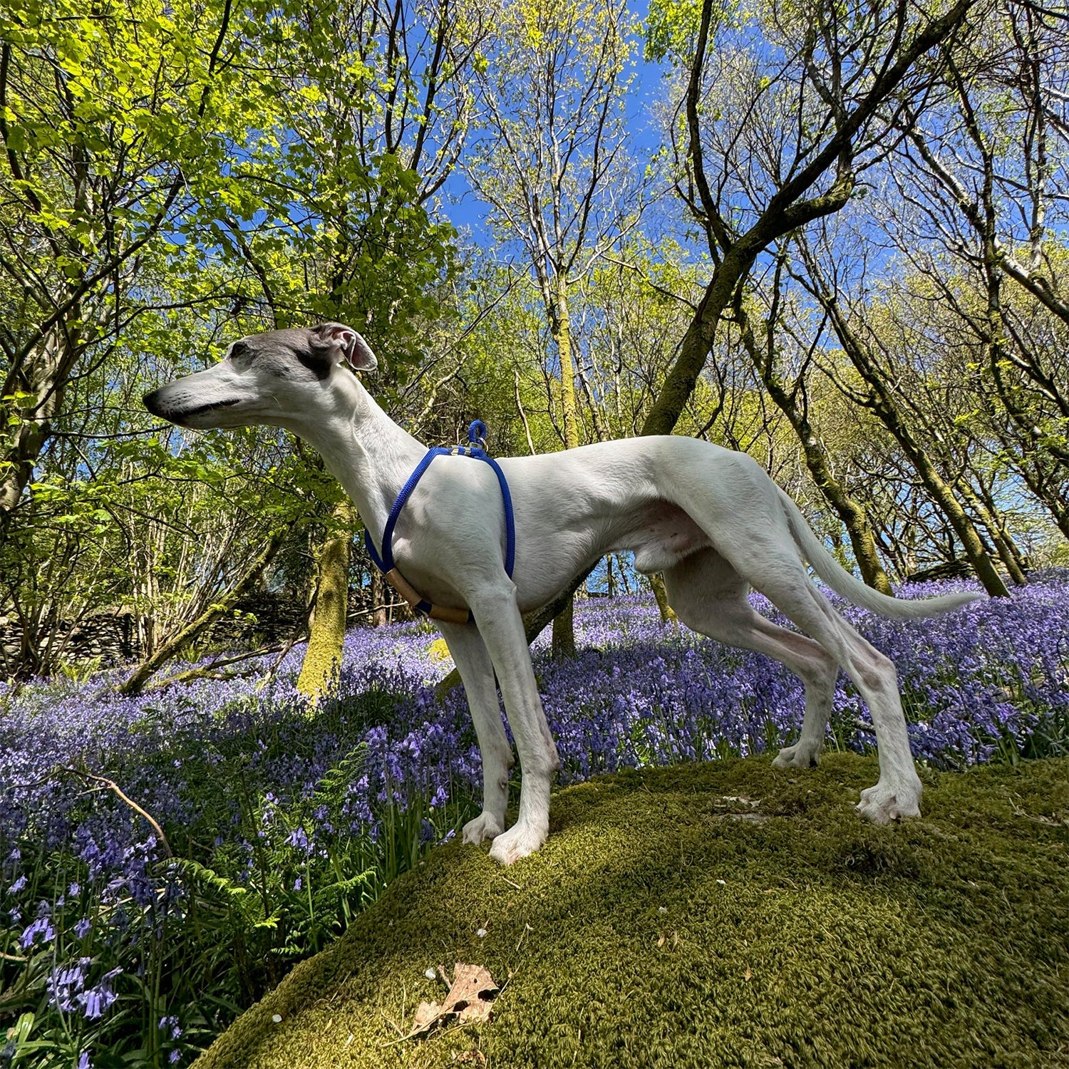 Perfect fit for leash dog harness