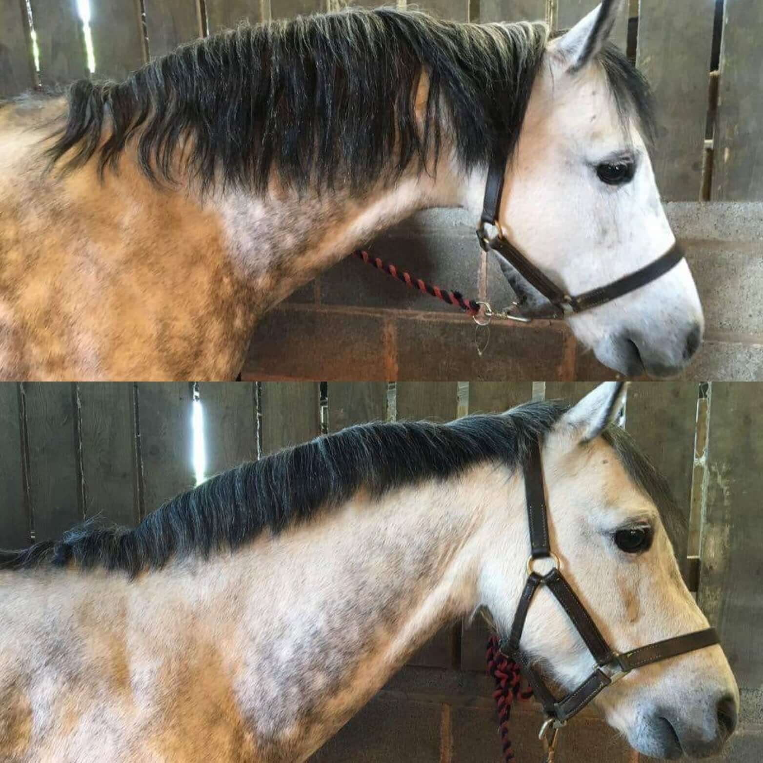Equestrian Mane Thinning Rake – Smart Grooming Tool