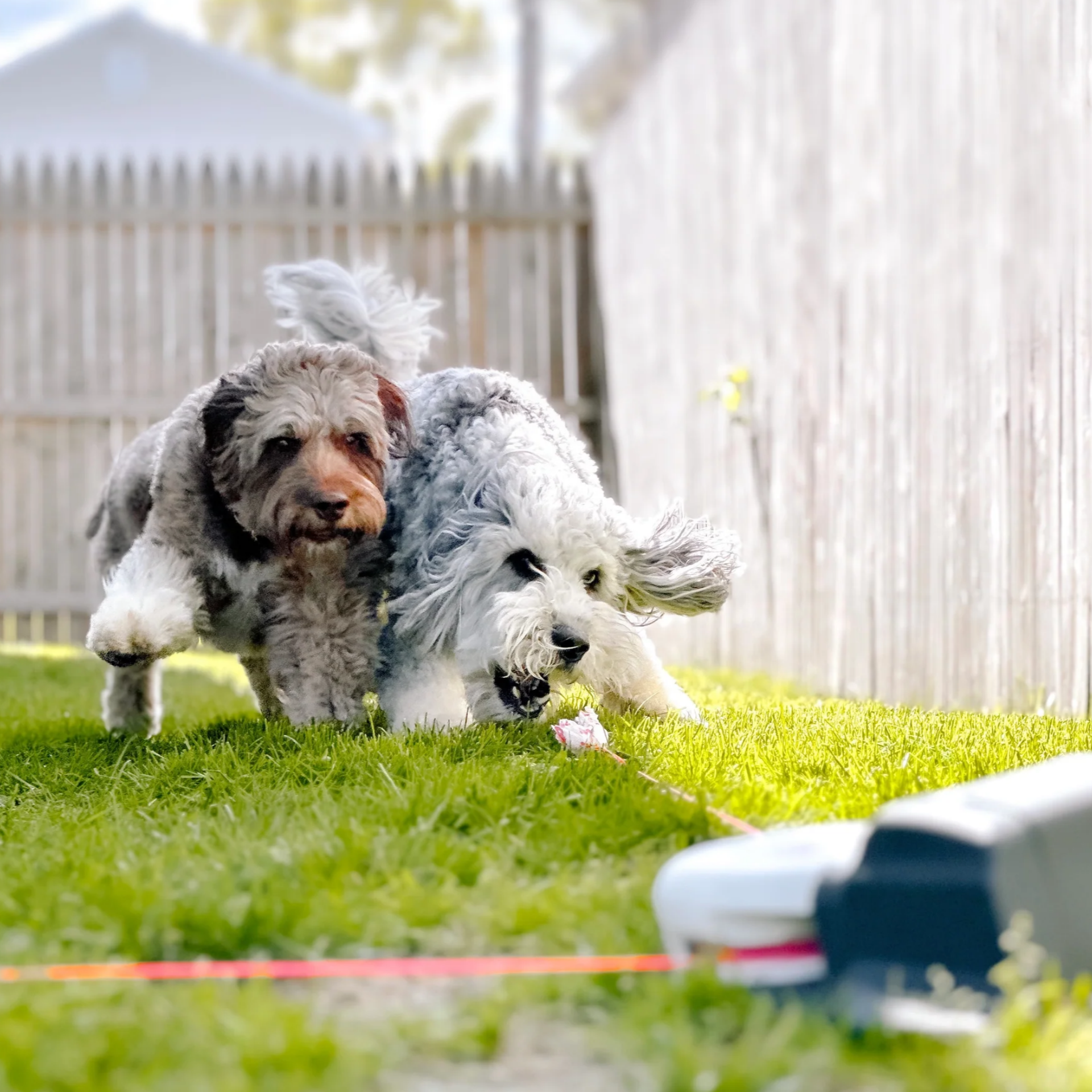 Burn Energy Fast — Keep Your Dog Happy & Active