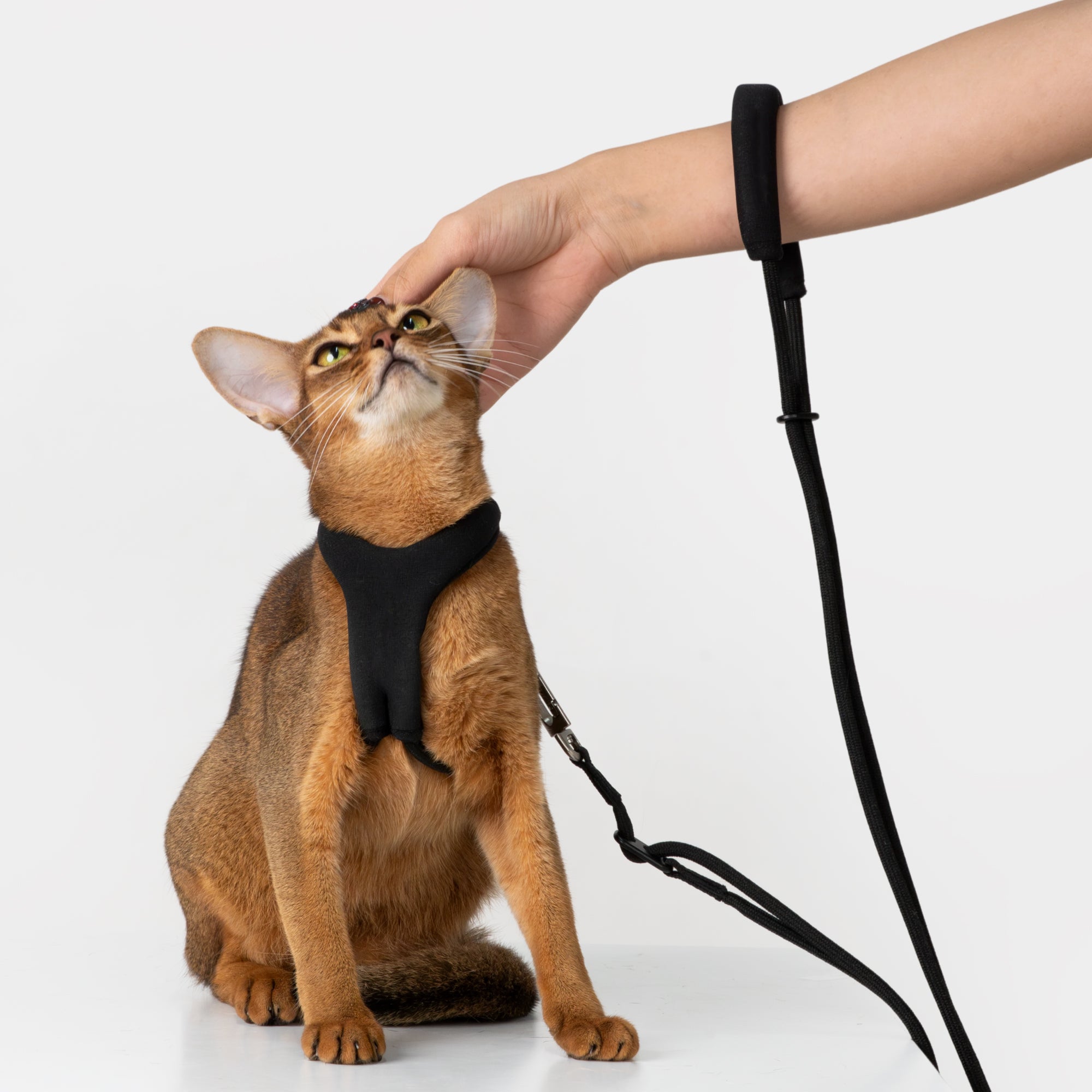 Anti-Escape Y-Type Cat Harness – Comfortable & Adjustable