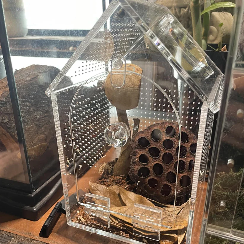 Seamless acrylic jumping spider enclosure