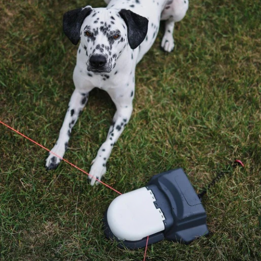 Burn Energy Fast — Keep Your Dog Happy & Active