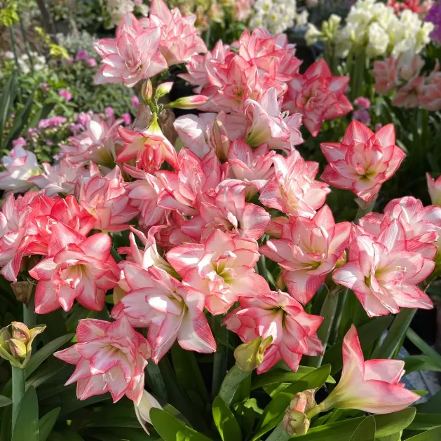 🌺Dvojokvetné cibuľky parfumového amarylis