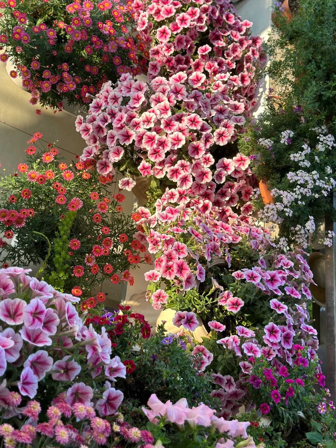 🌸 Petúnia 'Sunset' do závesných košíkov – kráľovná balkóna v živých farbách