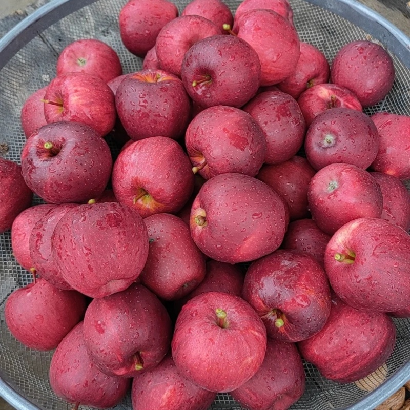 🍎 Graines rares de pommier “Pomme des Neiges” – fruits uniques et délicieux
