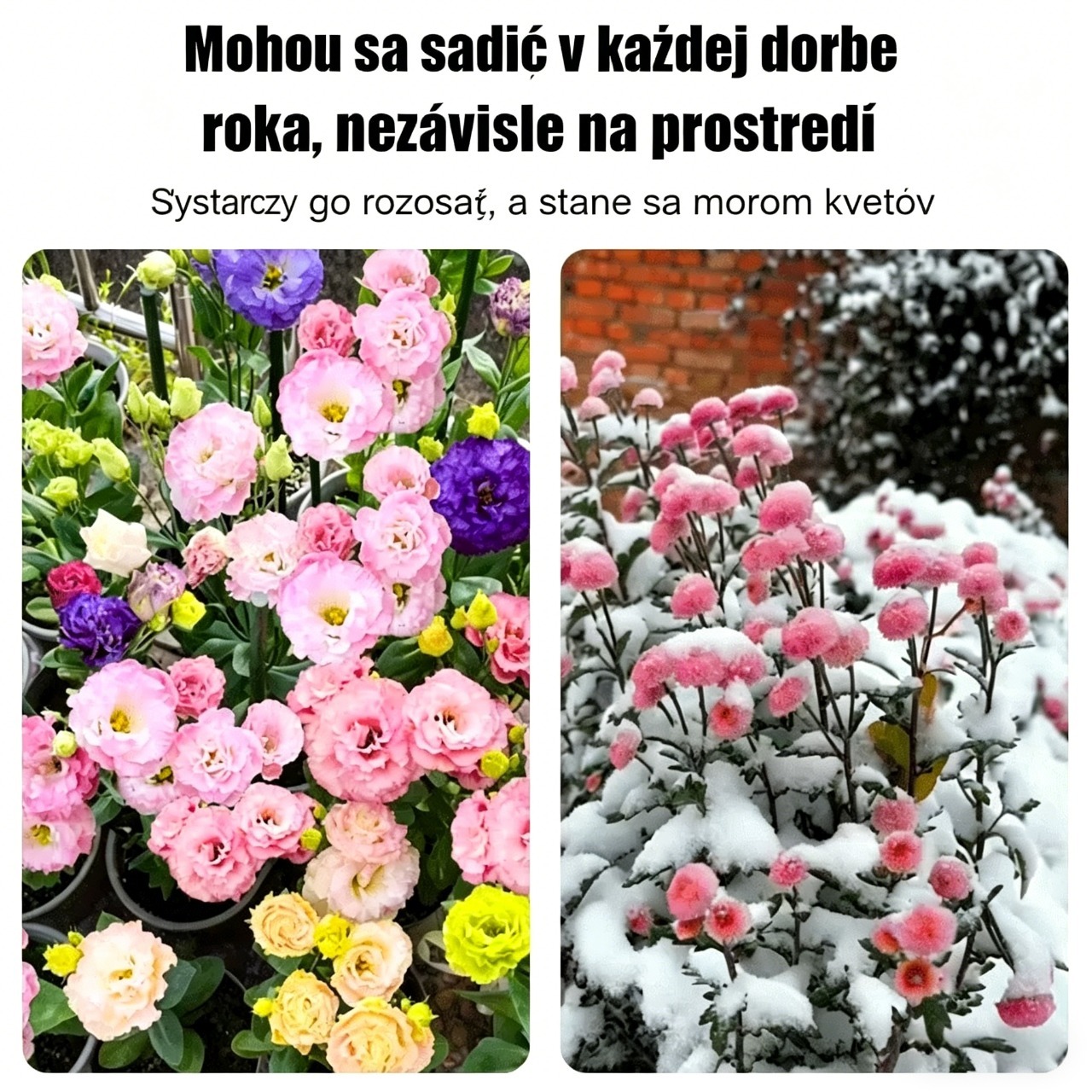 [Kvitne aj v mrazivých zimách] Semená lisianthusu najvyššej kvality