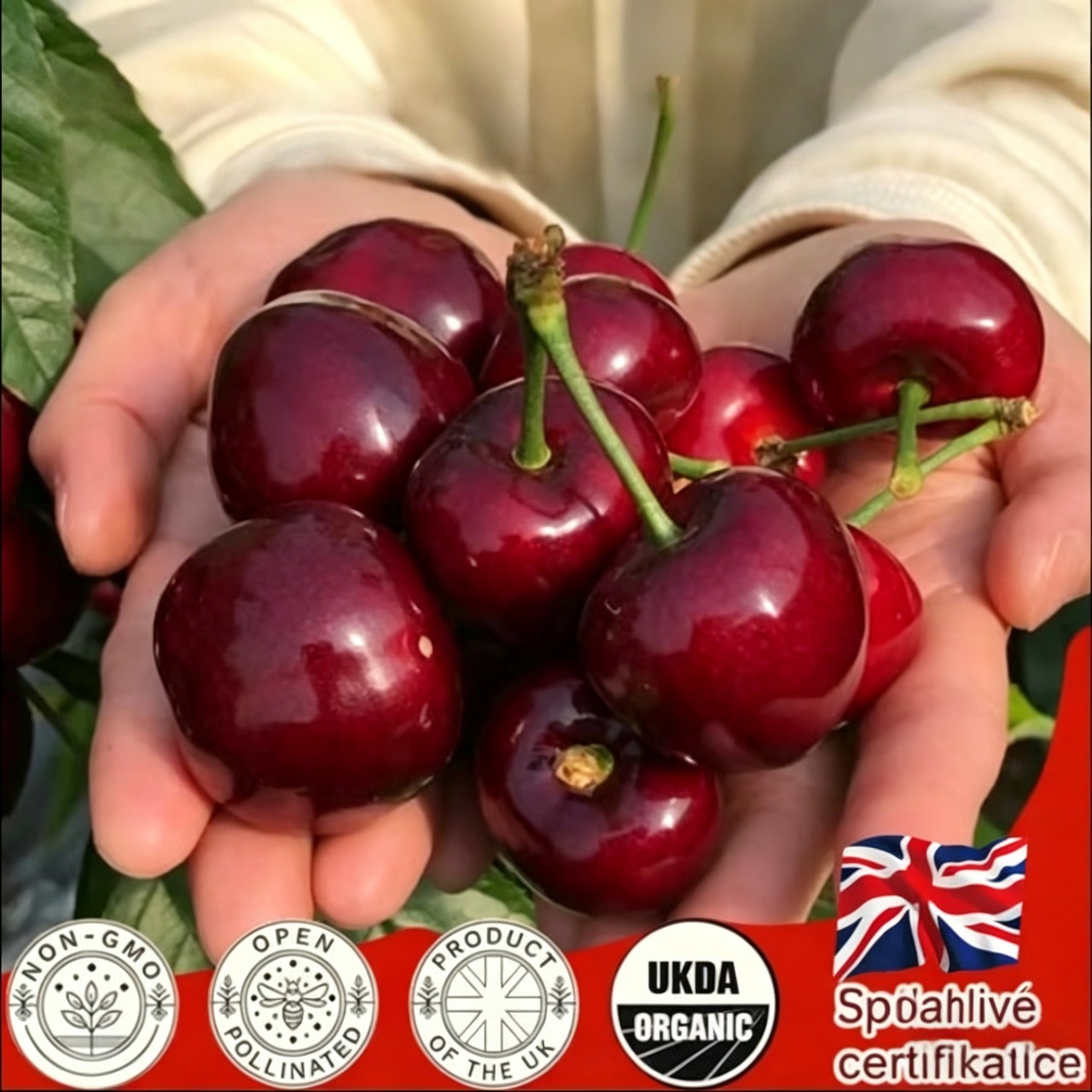 🌟 Obrovské sladké čerešňové semienka – pestujte obrovské, šťavnaté čerešne doma! 🍒✨