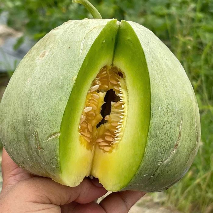 🍈 Semiá medového melónu – Vysoká klíčivosť, bohatá úroda ✅