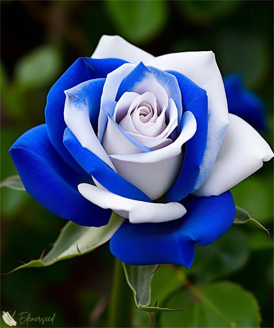 💙Semená ruže Blue Enchantress✨