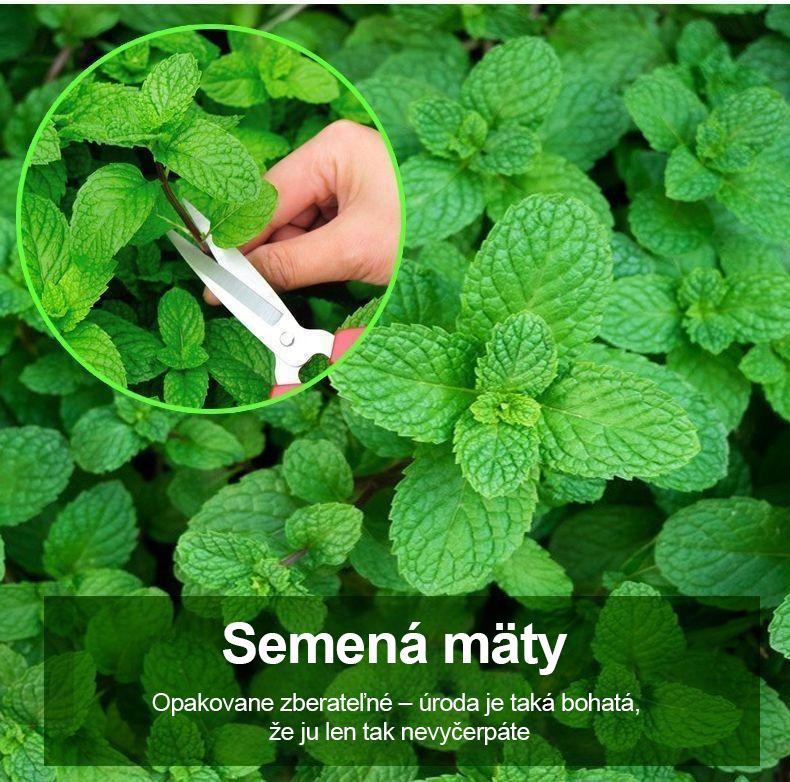 🏆Viac ako 65 000 predaných! Semená krvavej broskyne—🌿 Mäta – svieža do kuchyne aj prirodzená ochrana proti hmyzu