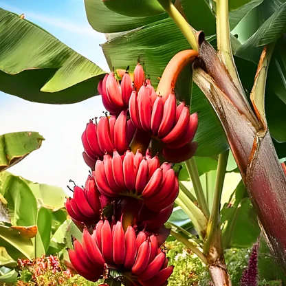 Prémiové semená banánov RED DACCA 🍌✨