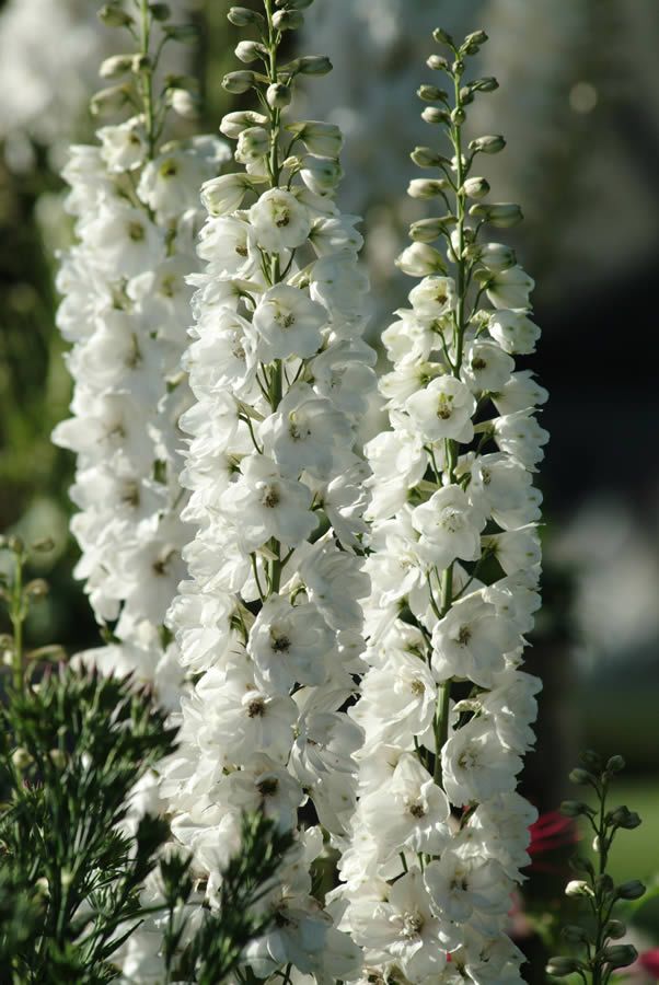 💐 Double Delphinium — Towering Spikes, Packed Petals
