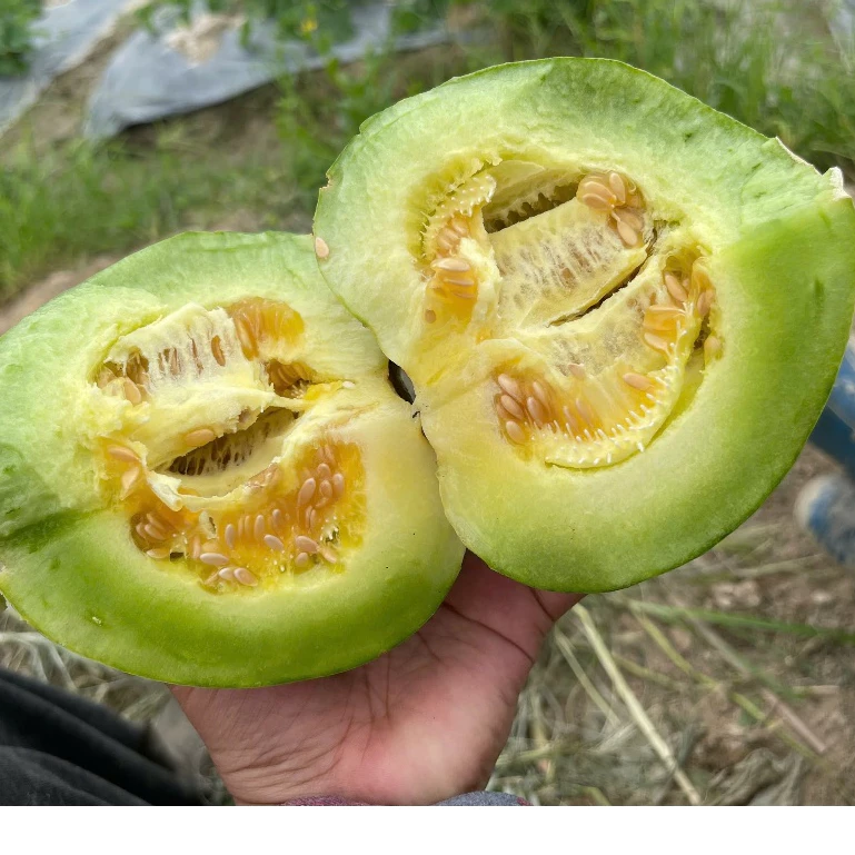🍈 Semiá medového melónu – Vysoká klíčivosť, bohatá úroda ✅