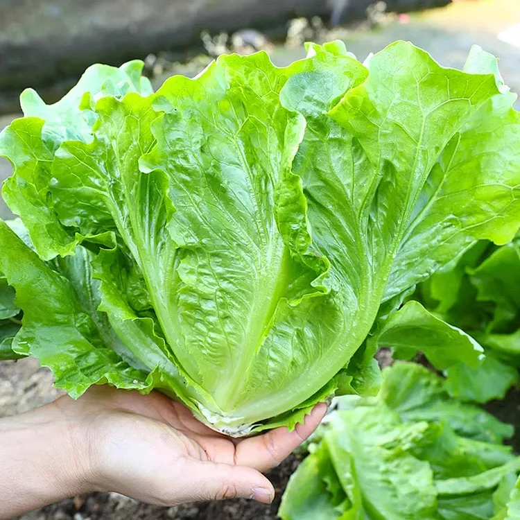 🏆 Viac ako 20 000 objednávok s nadšenými recenziami! 🥗☀️ Chrumkavé semienka rímskeho šalátu - klíčia za 7 dní, zbierajú sa za 30 dní, sú hlavnou ingredienciou vašich domácich šalátov 🌱