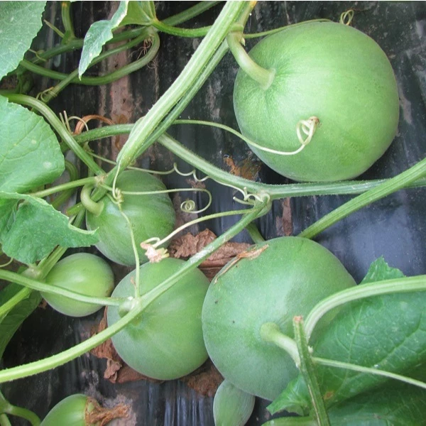 🍈 Semiá medového melónu – Vysoká klíčivosť, bohatá úroda ✅