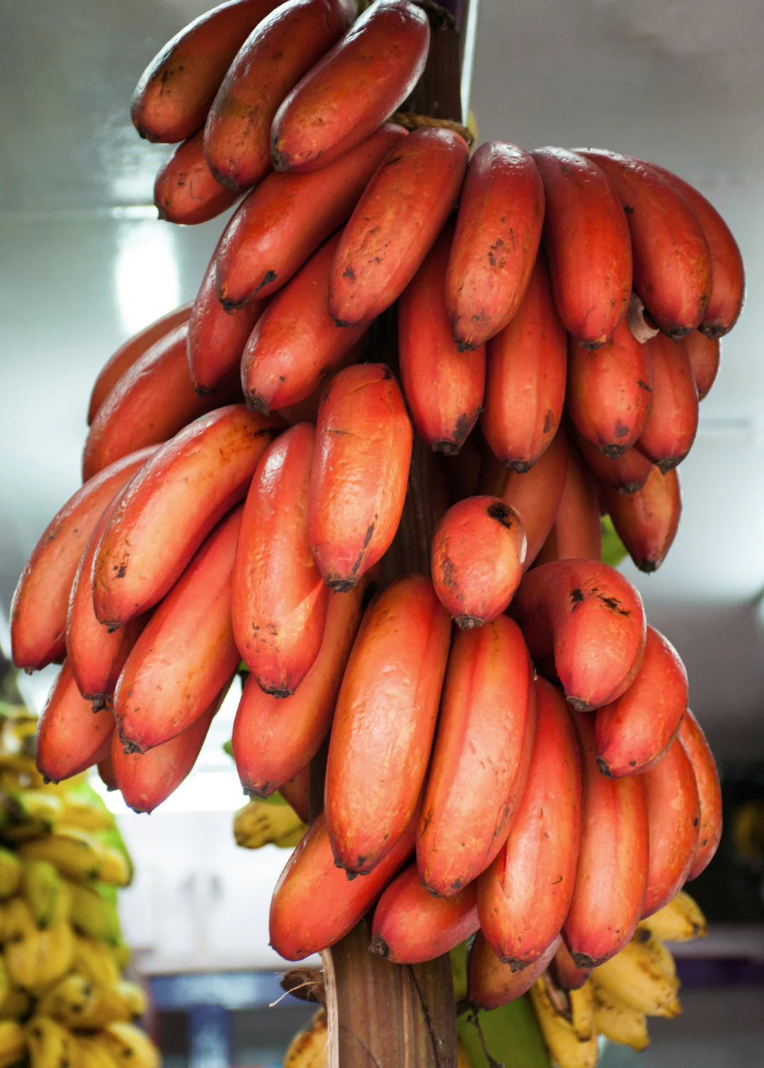 Prémiové semená banánov RED DACCA 🍌✨